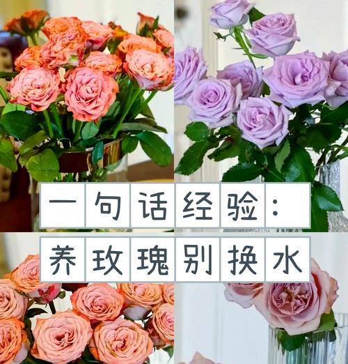 恶劣天气下如何保持玫瑰花的存活？