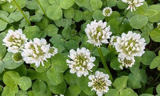 三叶草的寓意和花语是什么？三叶草花束的含义是什么？