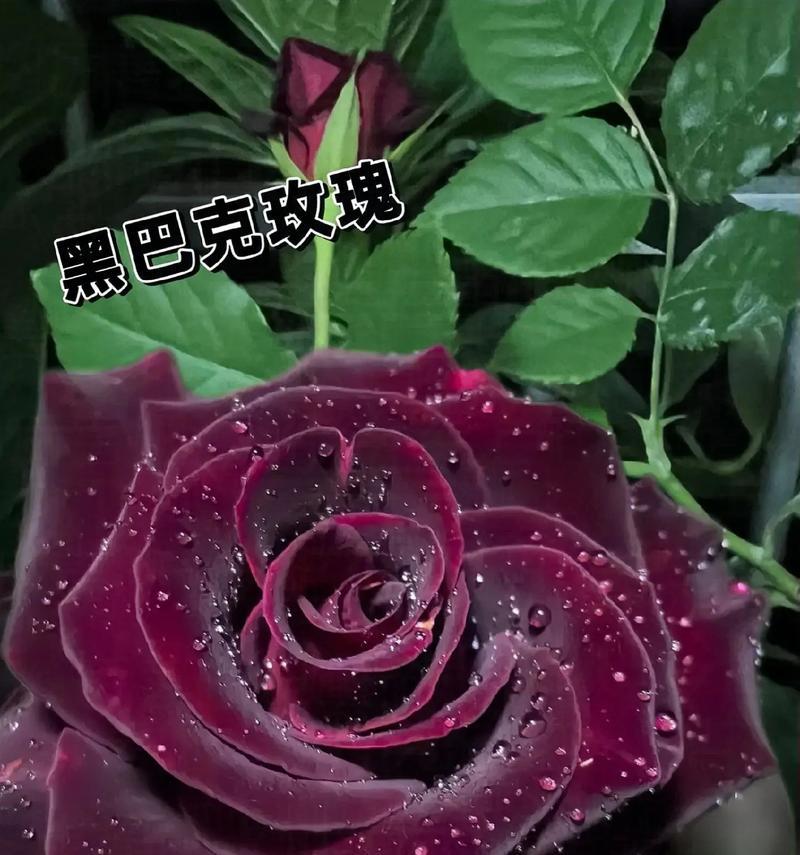 神秘玫瑰的花语是哪种花？