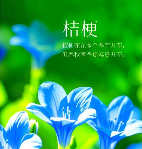 桔梗花的爱情花语有何深意？