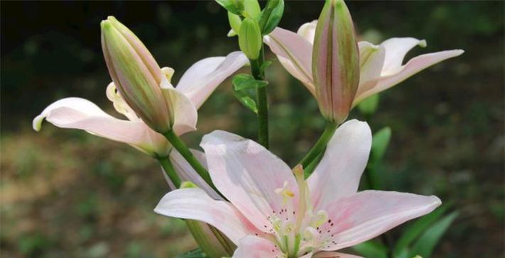 红白百合的花语有哪些特别之处？