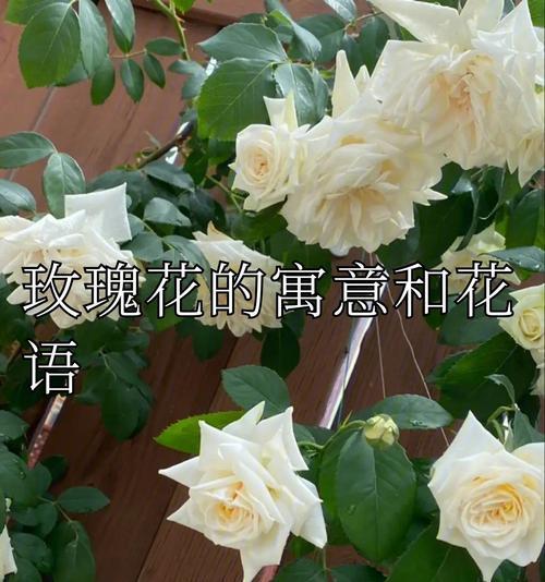 玫瑰花语大全包含哪些含义？玫瑰的寓意是什么？