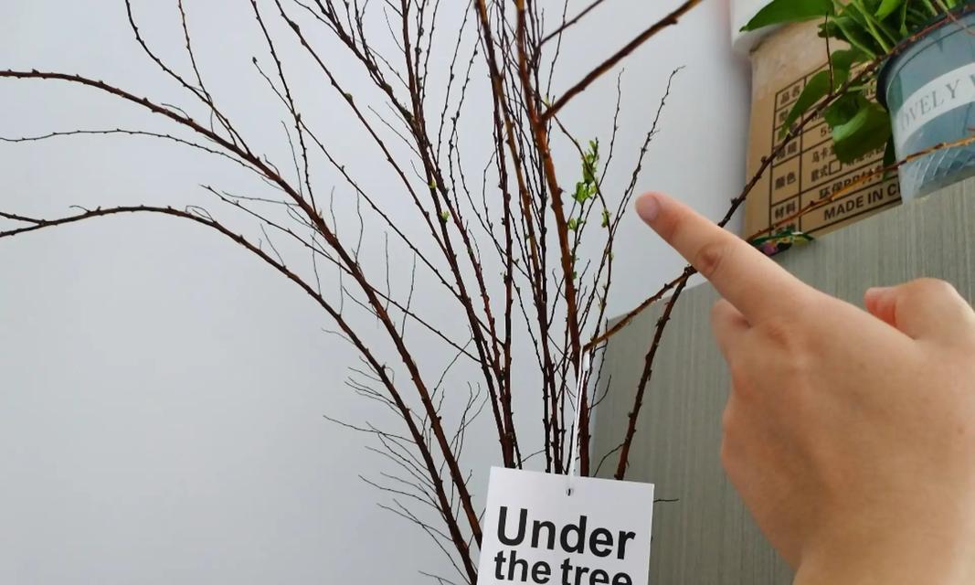 枯木梅的花语是什么？枯木梅代表了什么含义？