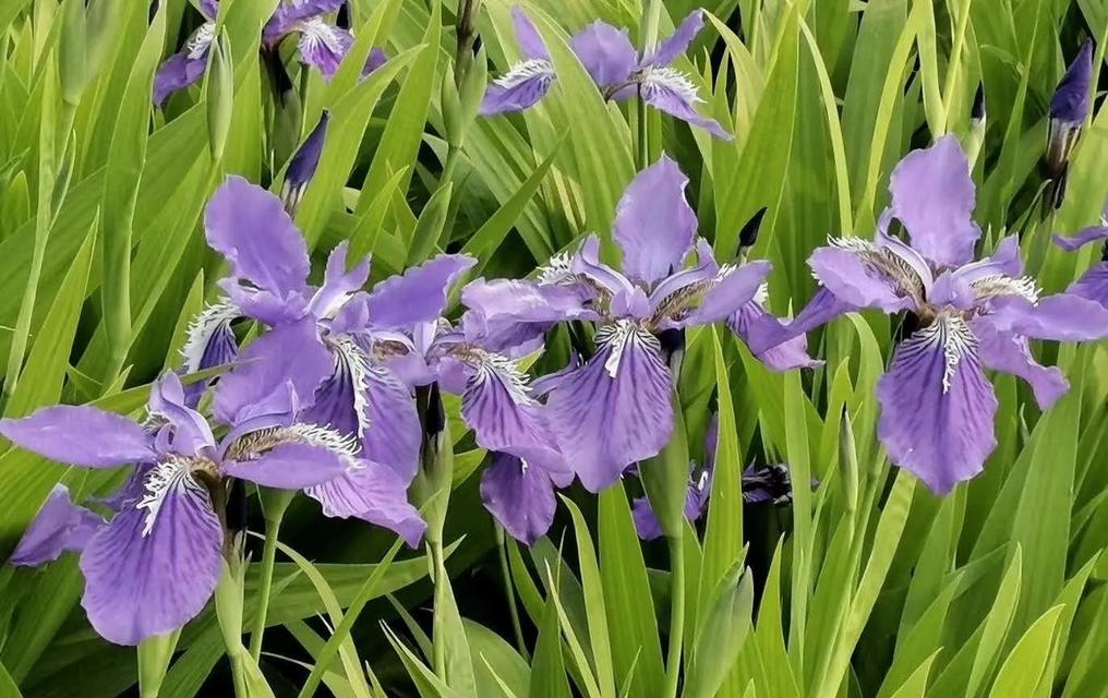 什么花的花语是无法诉说的爱意？哪种花代表了默默的爱？