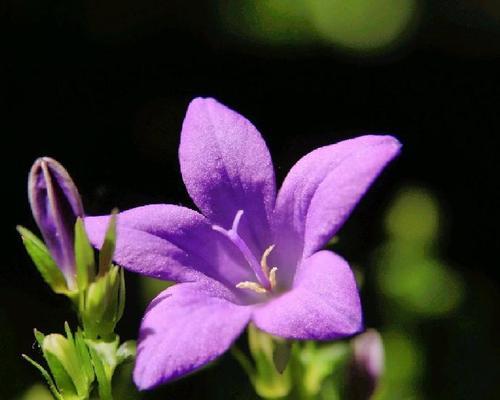 雪莲桔梗的花语和寓意是什么？这种花象征着什么？