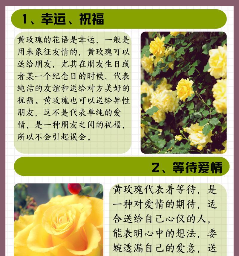 写作文时如何描述玫瑰花的花语？它的花语有哪些要点？