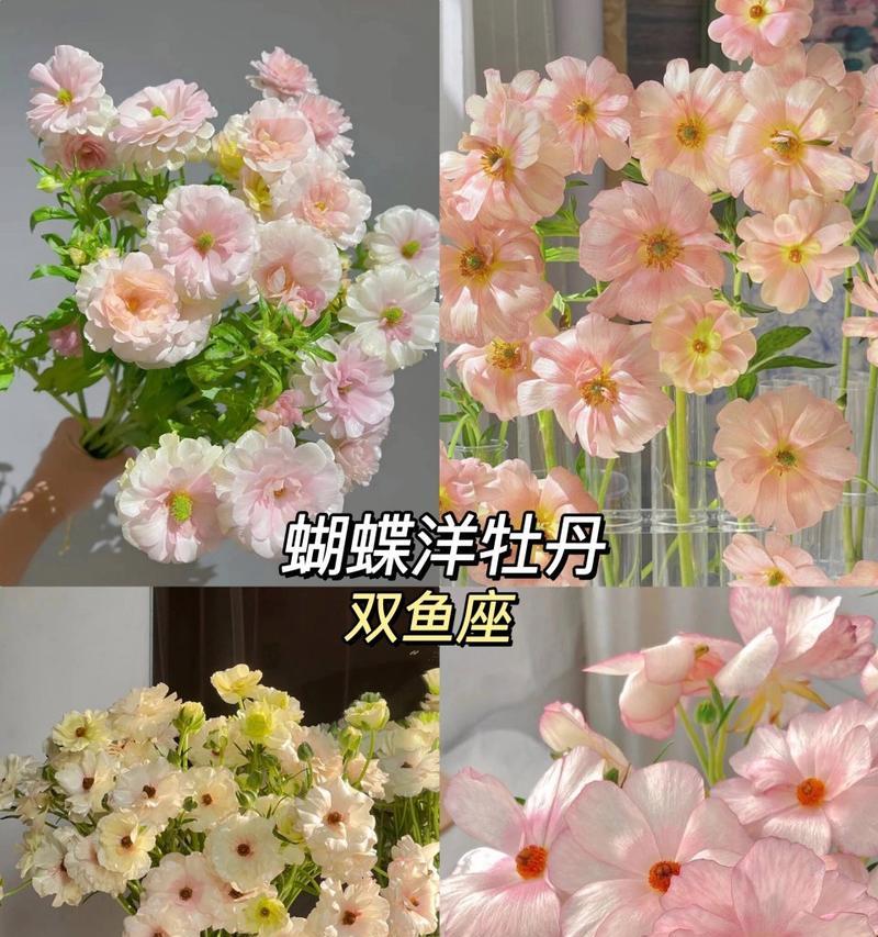 什么花代表“我眼中只有你”？花语中表达专一的花有哪些？