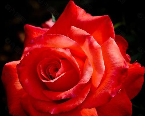 51只玫瑰代表什么含义？花语背后有何深意？