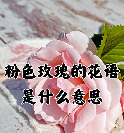 51只玫瑰代表什么含义？花语背后有何深意？