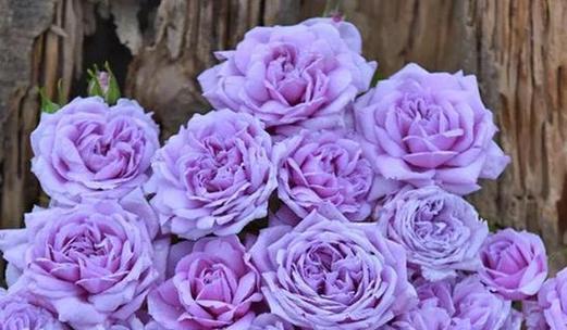 哪种花代表思念？花语中思念的含义是什么？