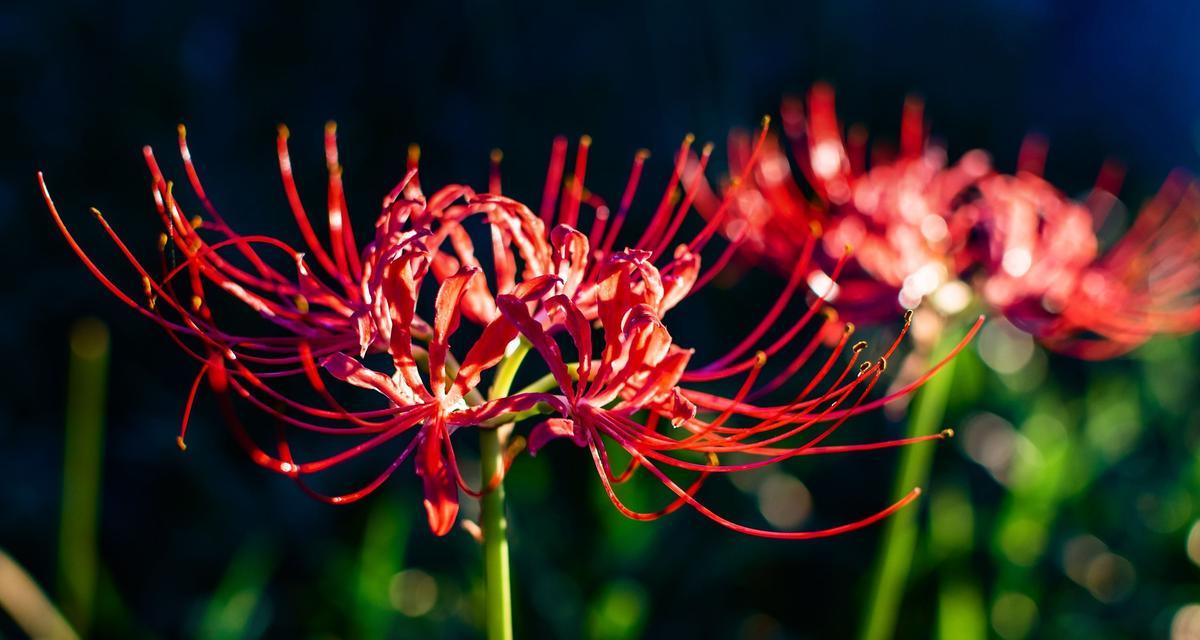 哪种花代表思念？花语中思念的含义是什么？