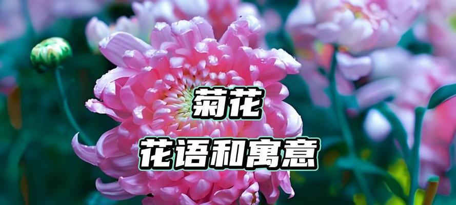 小菊花零食的花语有何含义？