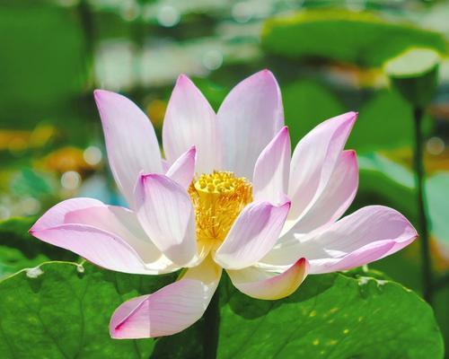 哪种花的花语表达了离开的爱？