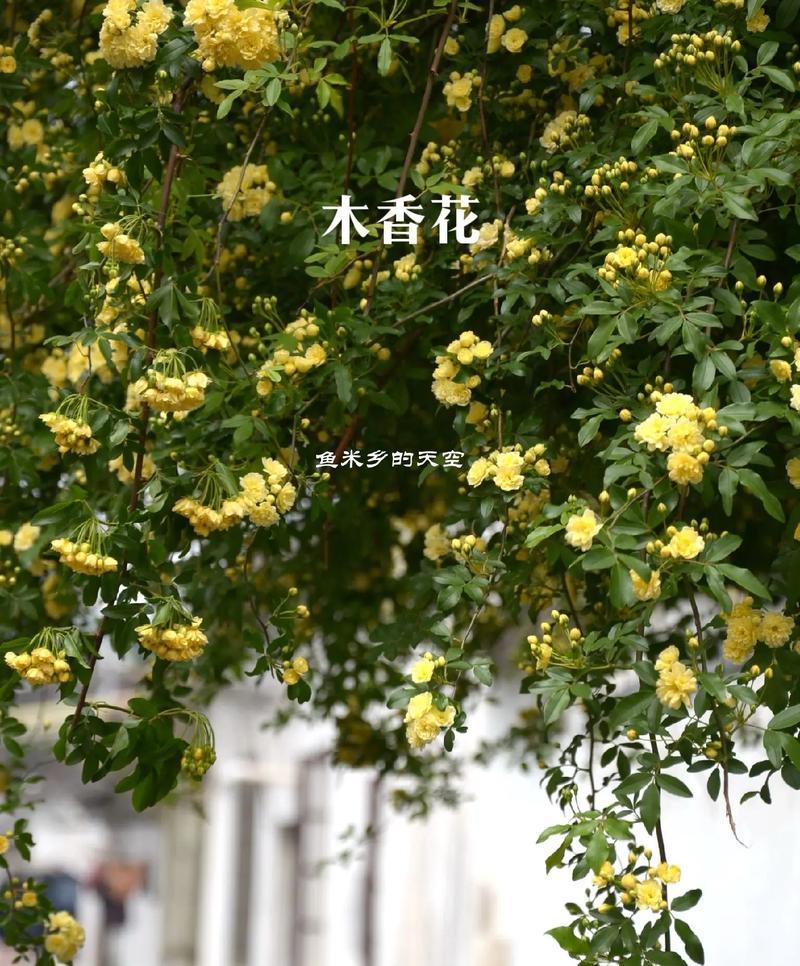 哪种花的花语表达了离开的爱？