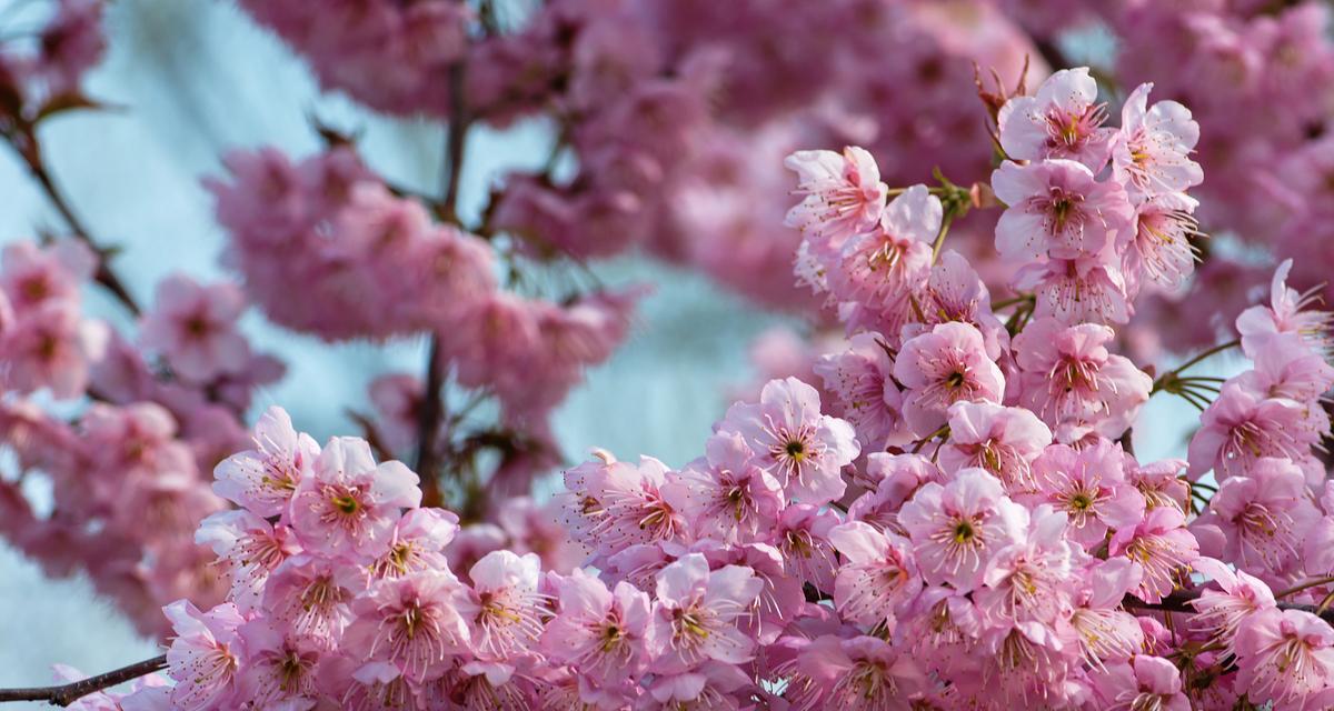 粉色嘉年华花语是什么？它象征着什么？