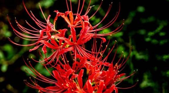 花语家的含义是什么？