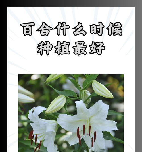 洒脱的百合花语有何深意？
