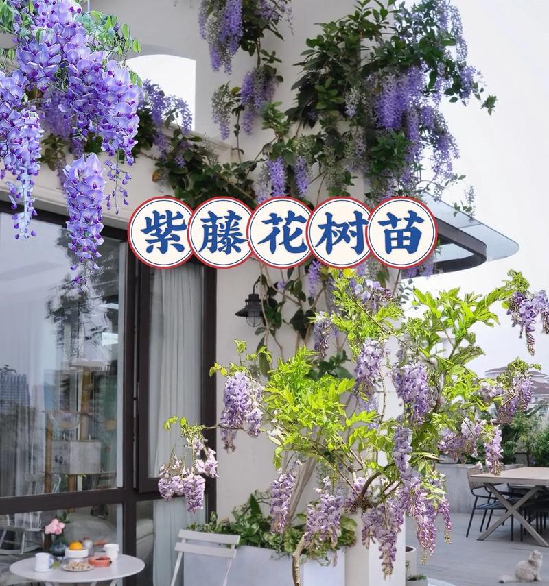 康来音的花语是什么？它有哪些特别的含义？