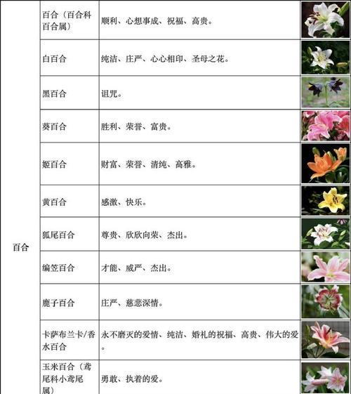 白百合花语的含义是什么？它在文案中如何表达？