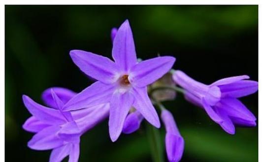 白星花的花语寓意象征是什么？