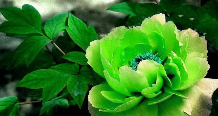 哪种花的花语代表愿赌服输？