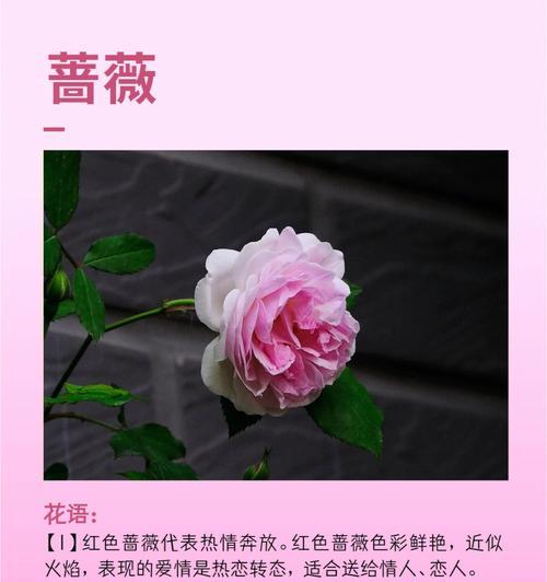 折木花的花语是什么呢？折木花有何特别的含义？
