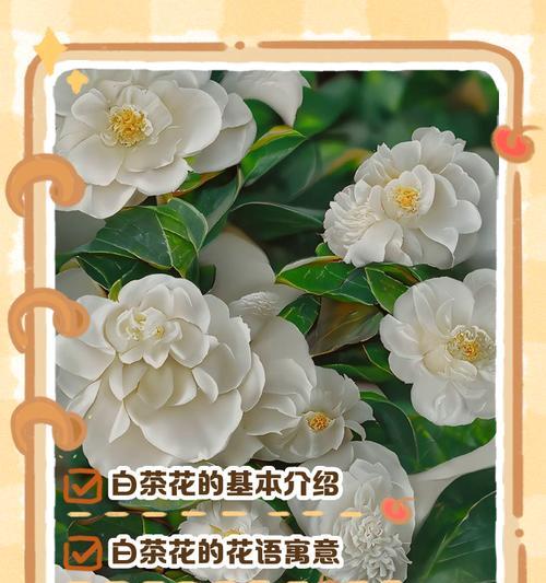 白色山茶花的花语有何独特之处？