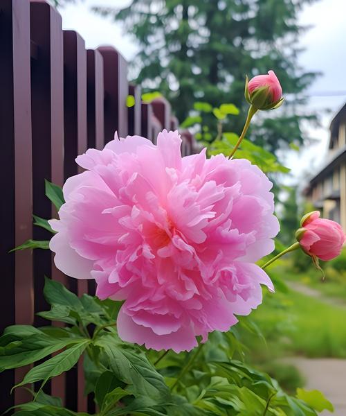 芍药的花语寓意是什么？芍药象征着什么？
