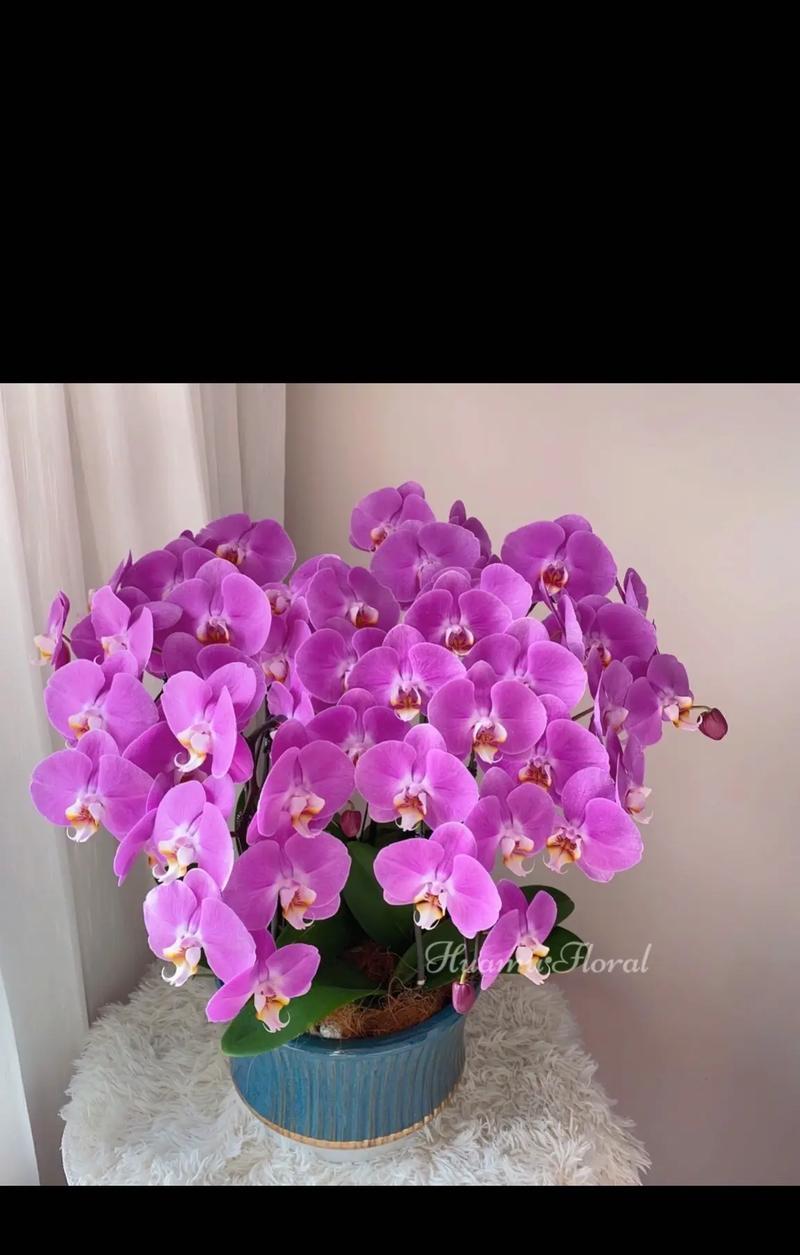 魔蝎座适合什么花语的人？哪种花最符合魔蝎座特质？