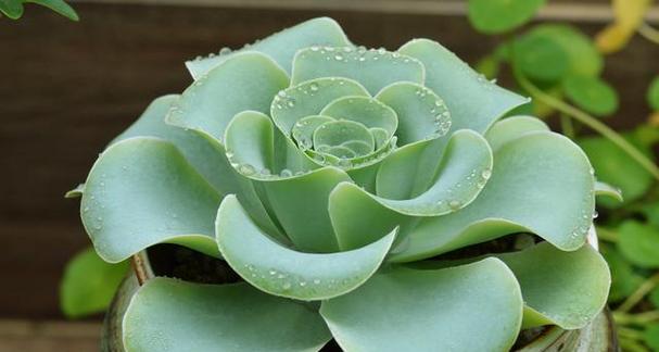 水晶多肉植物的花语有何特别之处？它象征着什么？