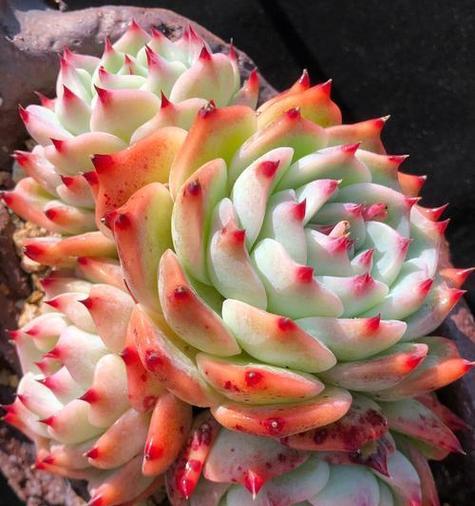 水晶多肉植物的花语有何特别之处？它象征着什么？