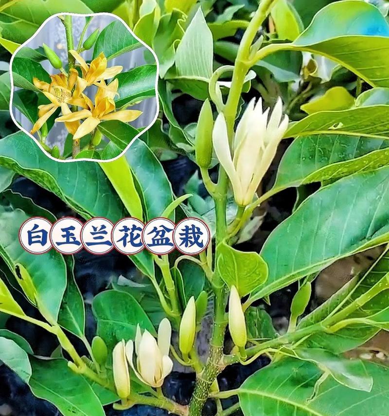 白玉兰花语有哪些寓意？白玉兰象征着什么？