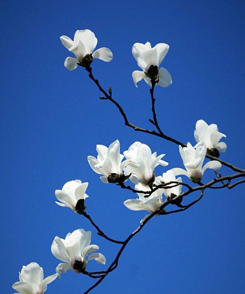 白玉兰花语有哪些寓意？白玉兰象征着什么？