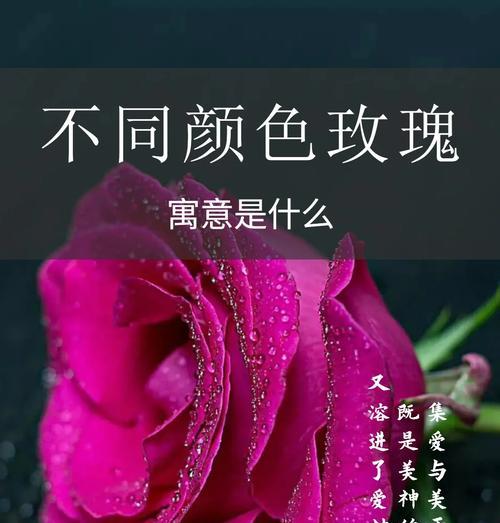 不同颜色玫瑰的花语和寓意有何不同？