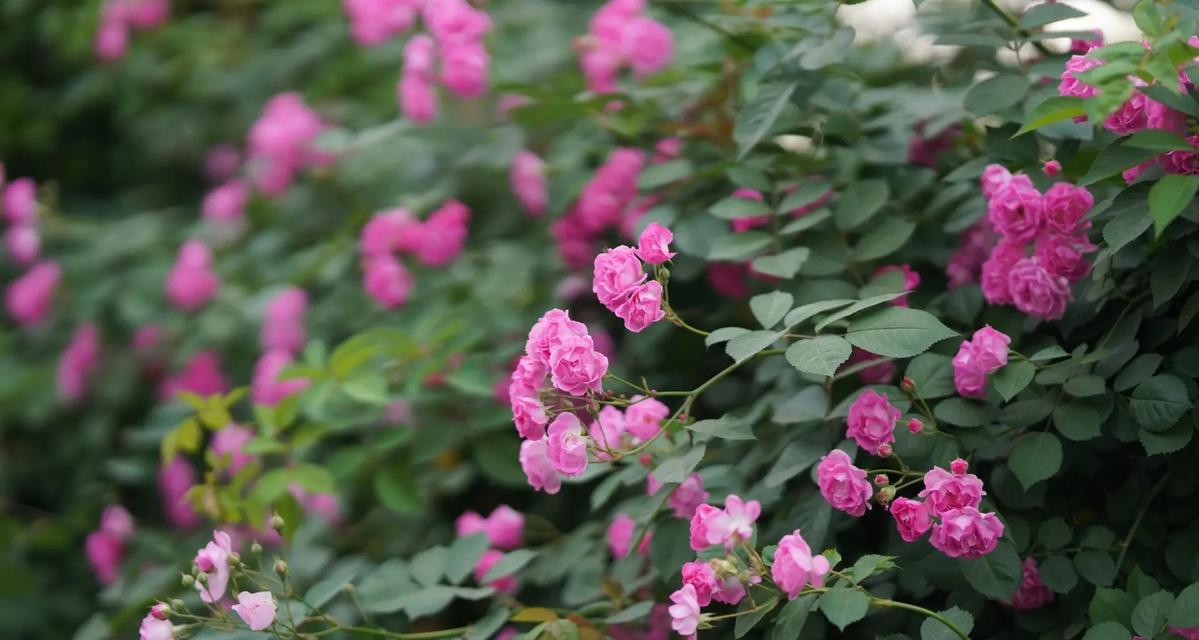 夜色蔷薇的花语是什么？它代表了什么？