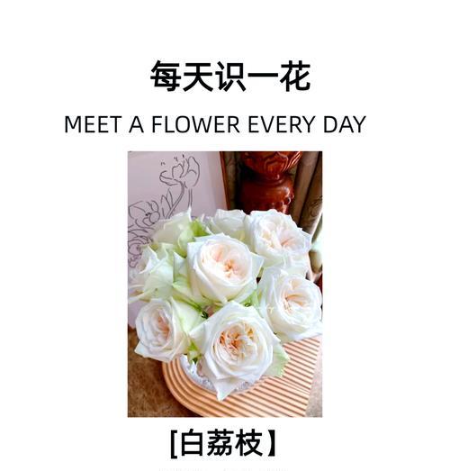 白玫瑰和柑橘花语有何不同？它们各自代表什么？
