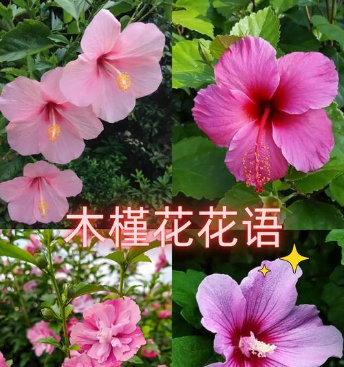 哪种花的花语是寓意新鲜？