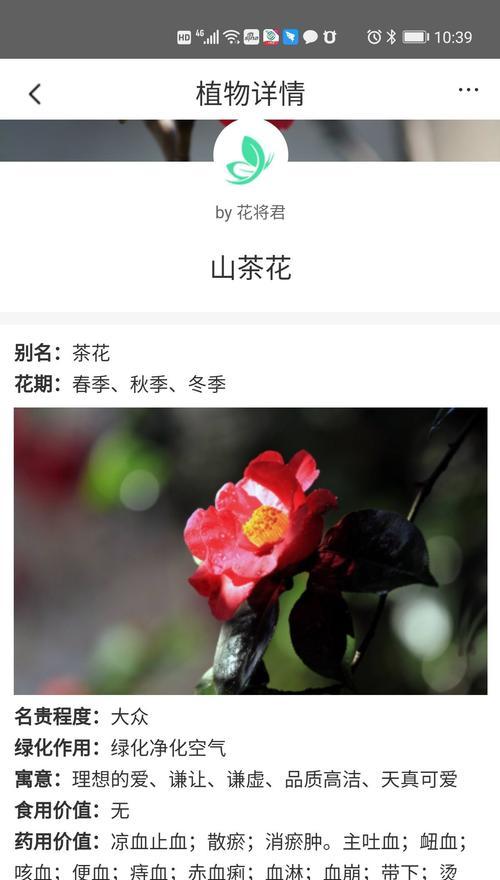 朋友们的花语代表什么？朋友们花语的含义是什么？