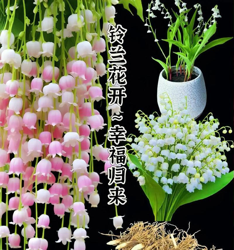 哪种花的花语与味道相关？
