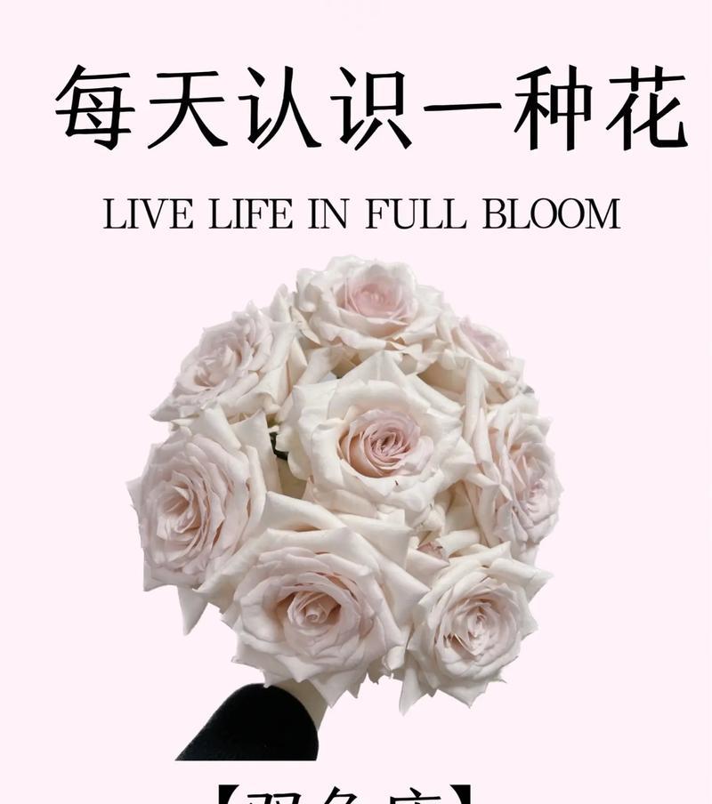 告白大花束33朵的花语是什么？它代表了什么？