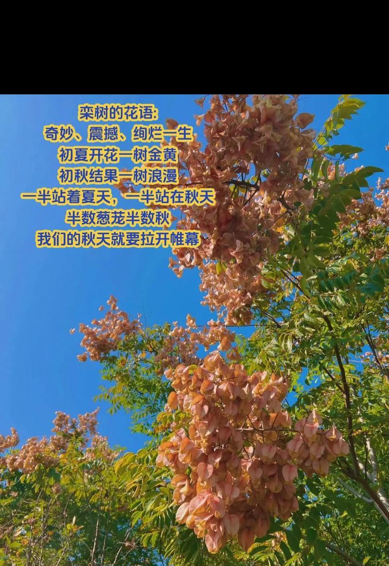 看过树的花语有何特殊含义？