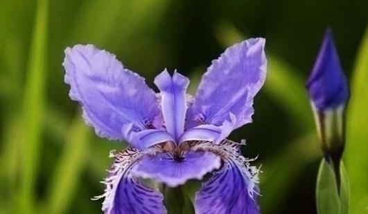 送师哥什么花合适？花语代表了什么情感？