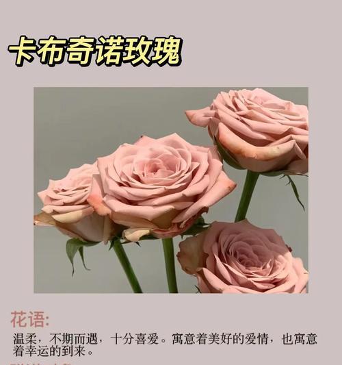 花语通常代表什么？了解花语的含义有哪些好处？