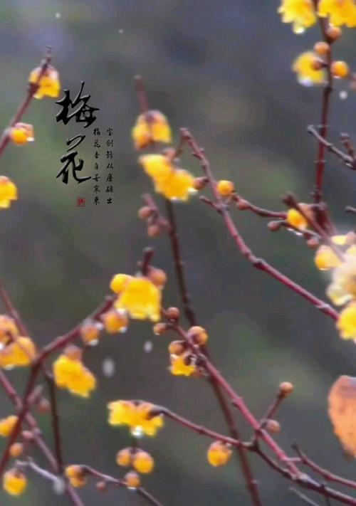 腊梅的花语及其象征意义是什么？