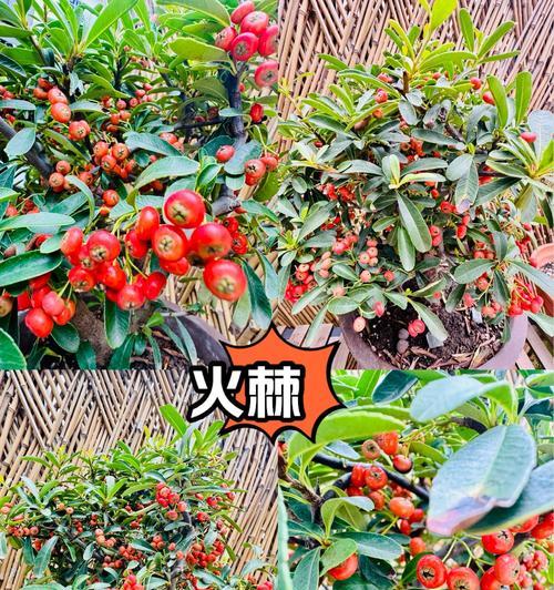 火棘果象征着什么？花语有哪些含义？