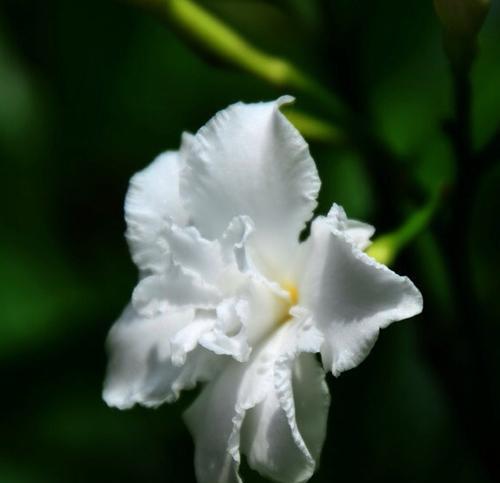 狗牙花修剪的最佳时机是什么时候？修剪狗牙花有哪些注意事项？
