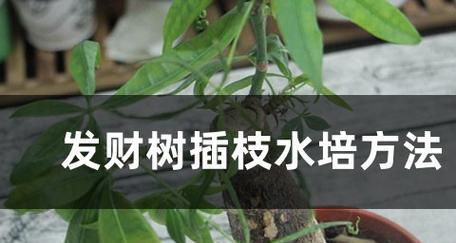 发财树重剪后不发芽如何处理？怎样判断其是否存活？