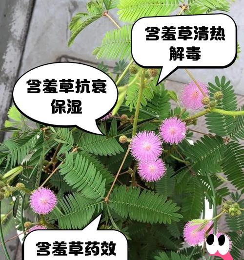 含羞草含羞的原理是什么？如何观察这一现象？