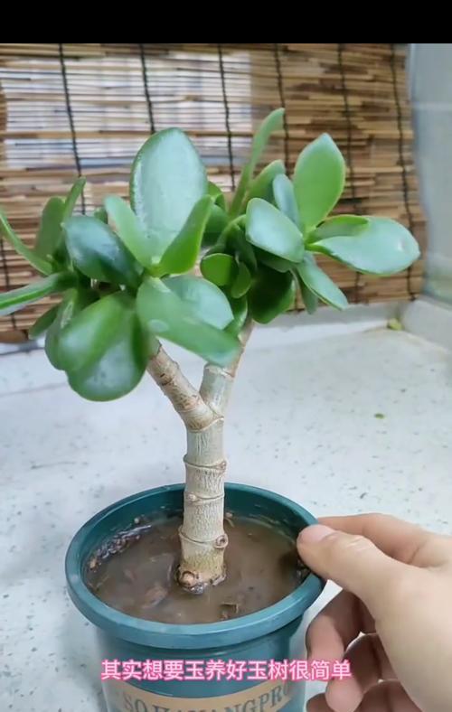 碧玉花的养殖方法是什么？如何保持其健康生长？
