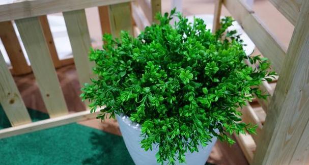 哪些花草具有驱蚊效果？驱蚊花草有哪些？